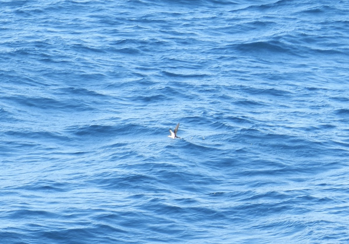 Sargasso Shearwater - ML644221830