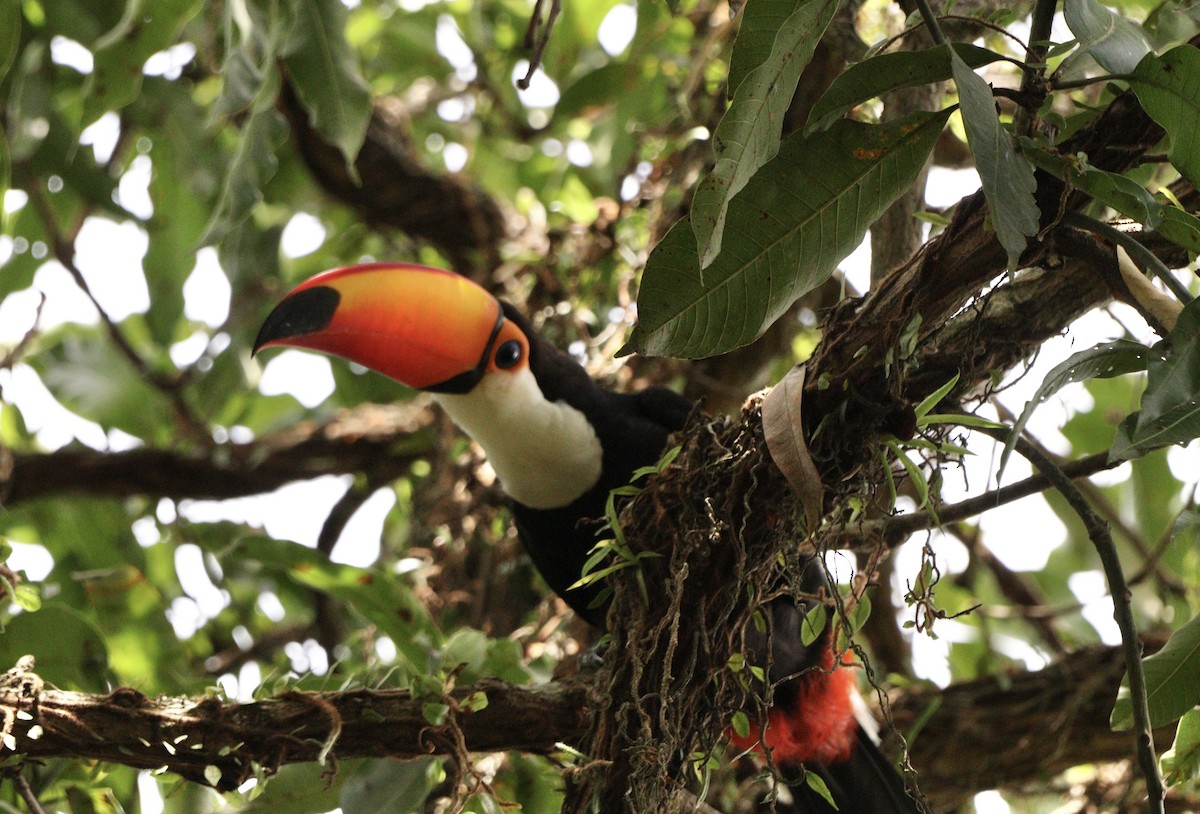 オニオオハシ - ML644221832