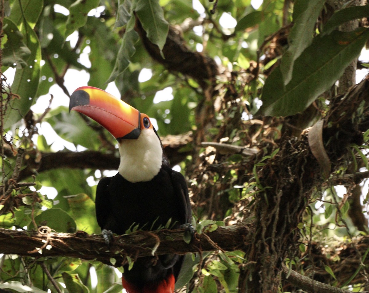 オニオオハシ - ML644221833