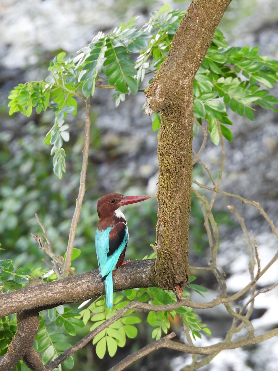 White-throated Kingfisher - ML644221839