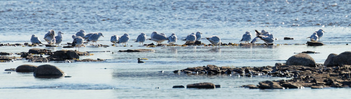 Ring-billed Gull - ML644221840