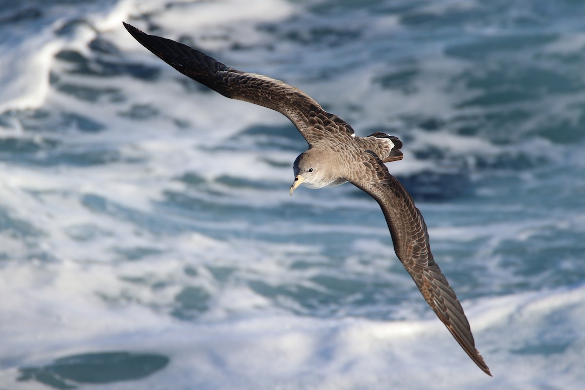 Scopoli's Shearwater - ML644221844