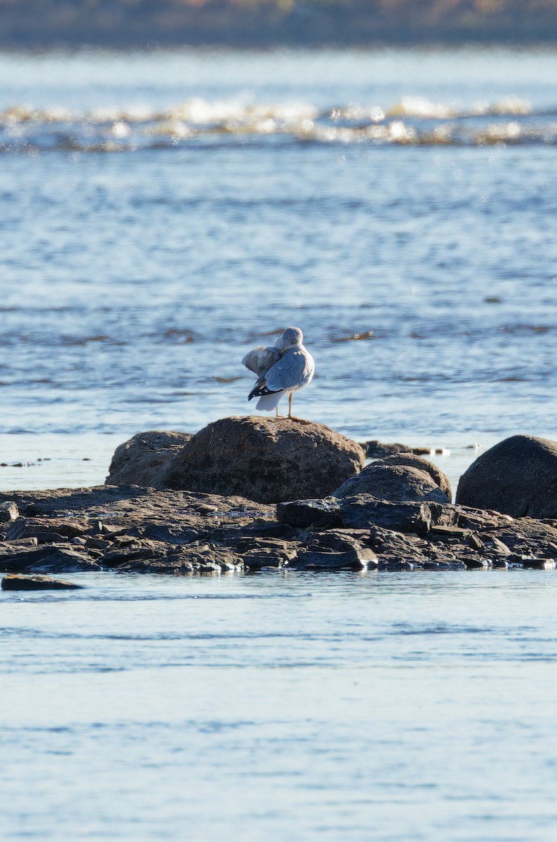 Ring-billed Gull - ML644221848
