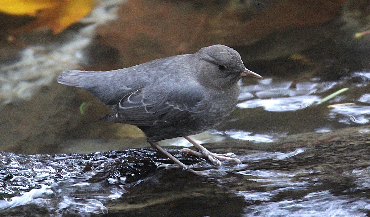 American Dipper - ML644221849