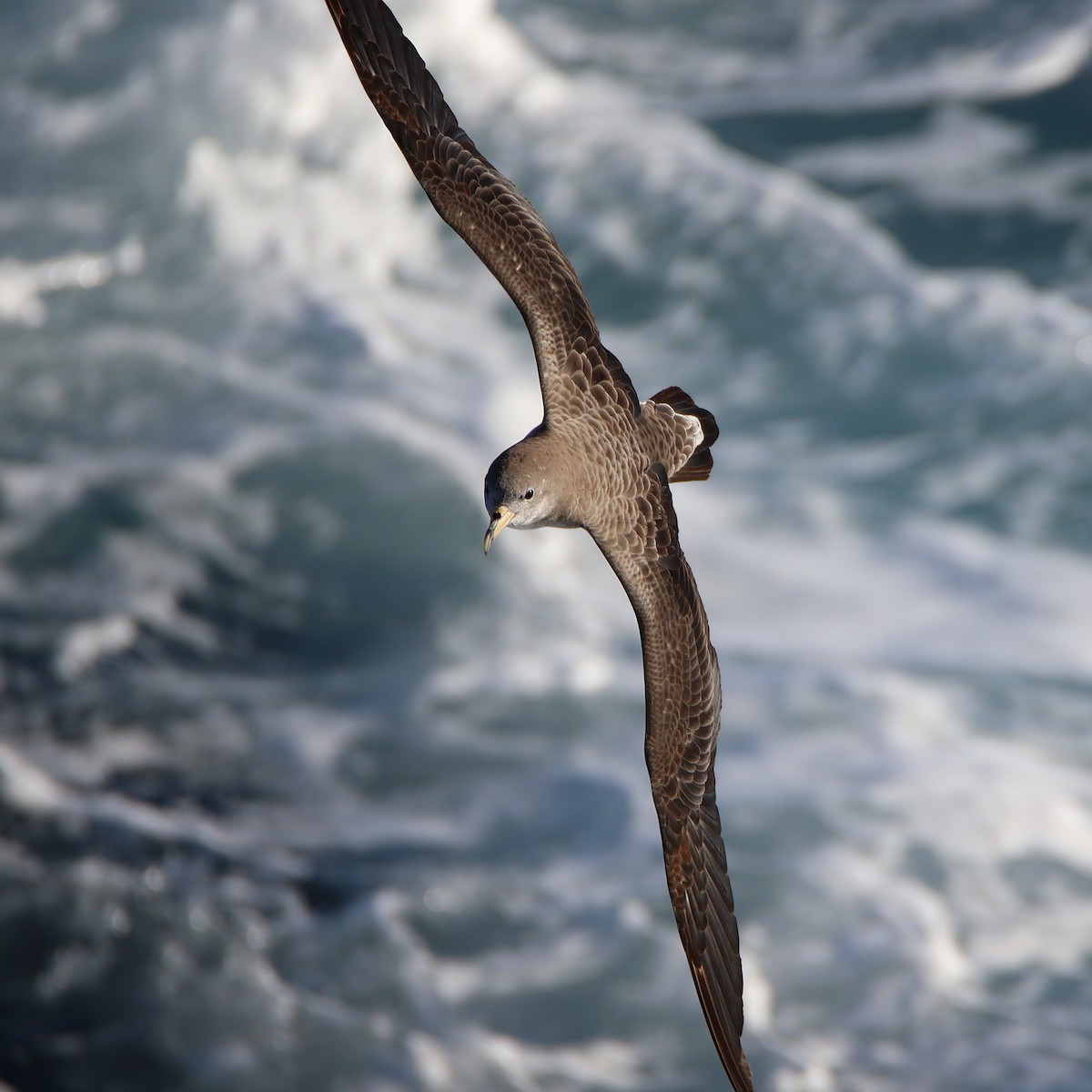 Scopoli's Shearwater - ML644221856