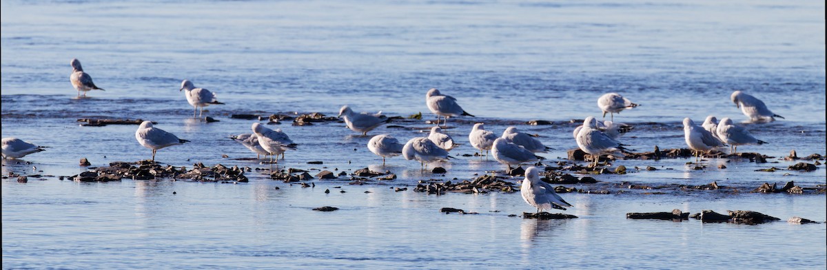 Ring-billed Gull - ML644221857