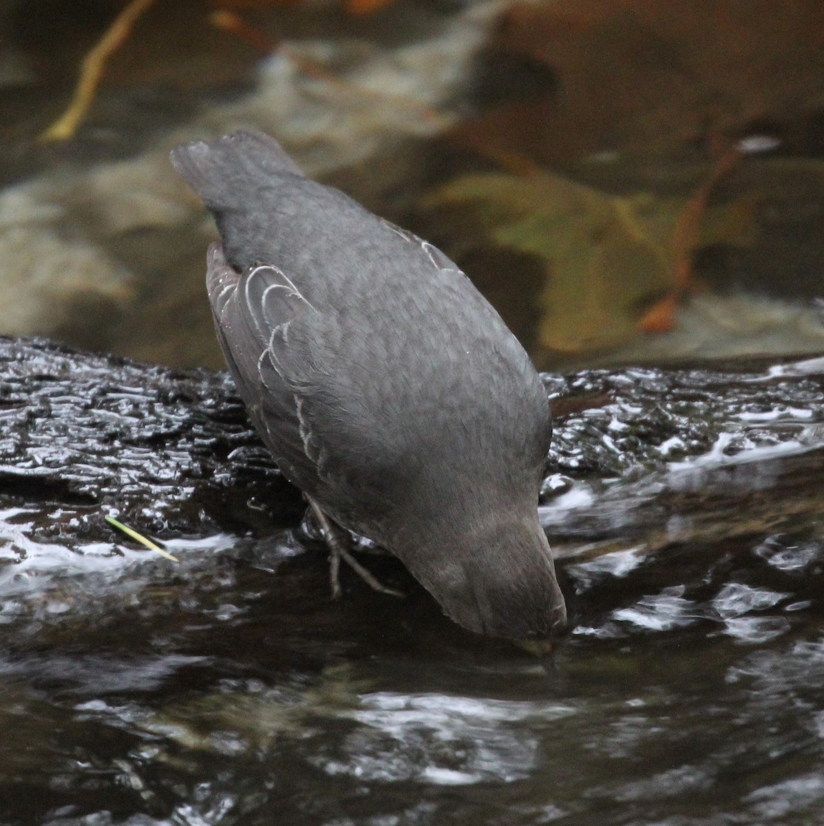 American Dipper - ML644221861