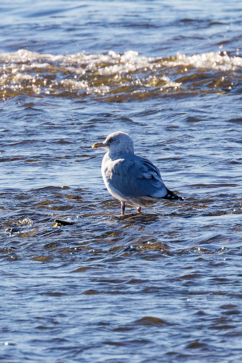 American Herring Gull - ML644221870