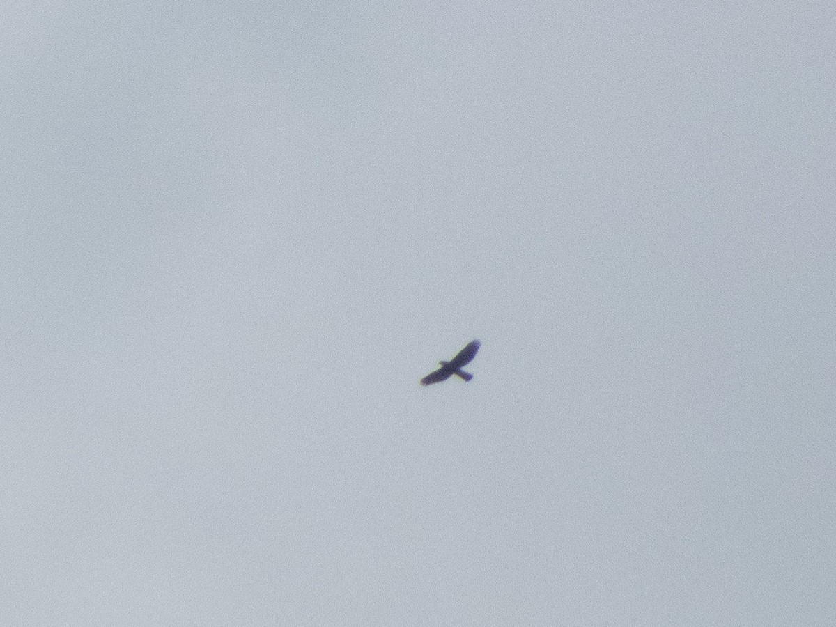 Kara Atmaca Kartalı - ML644221872