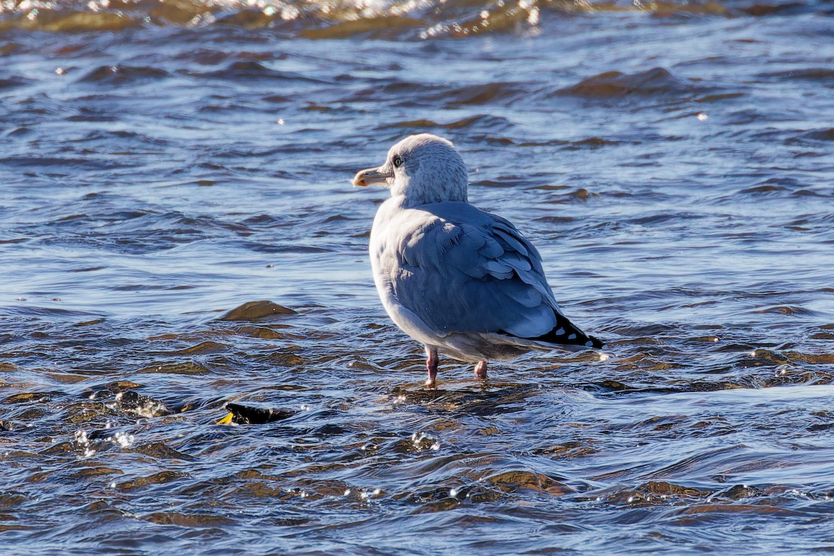American Herring Gull - ML644221876