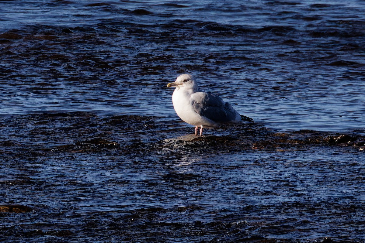 American Herring Gull - ML644221882