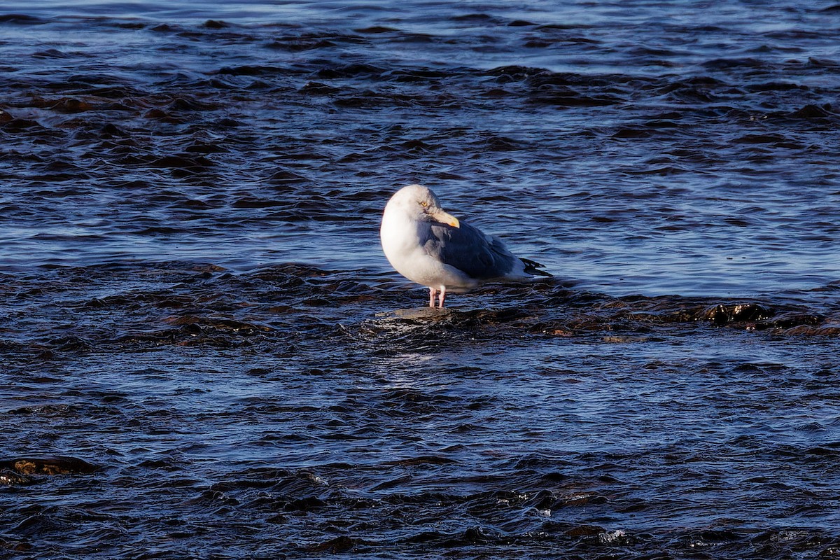 American Herring Gull - ML644221888