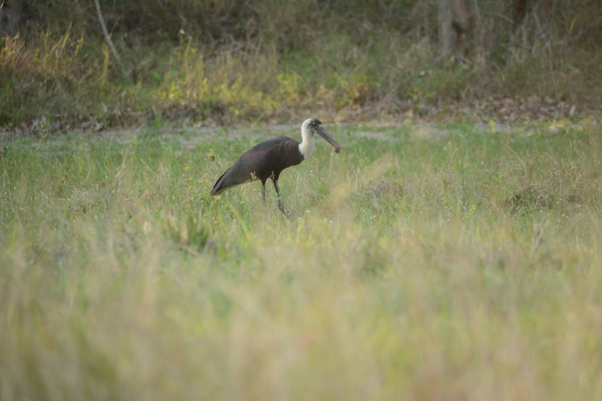 חסידה לבנת-גרון אפריקאית - ML644221889