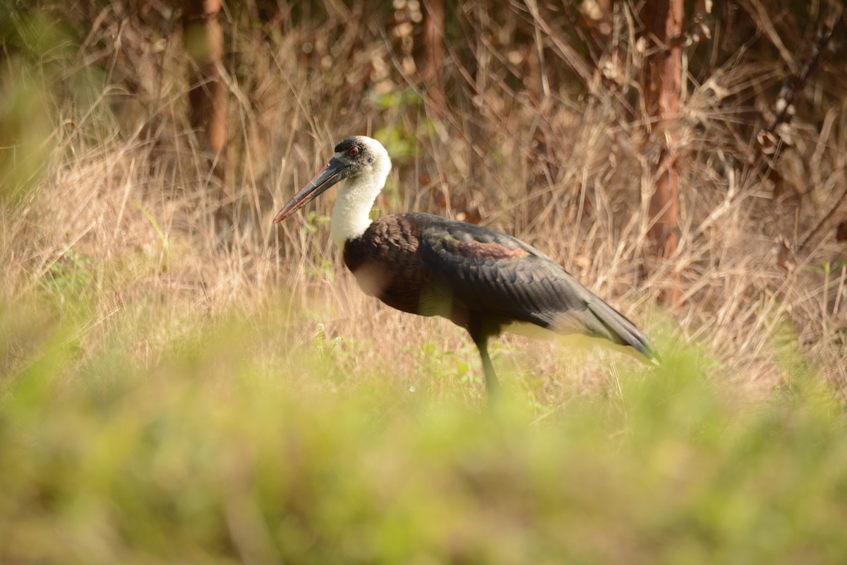 חסידה לבנת-גרון אפריקאית - ML644221890