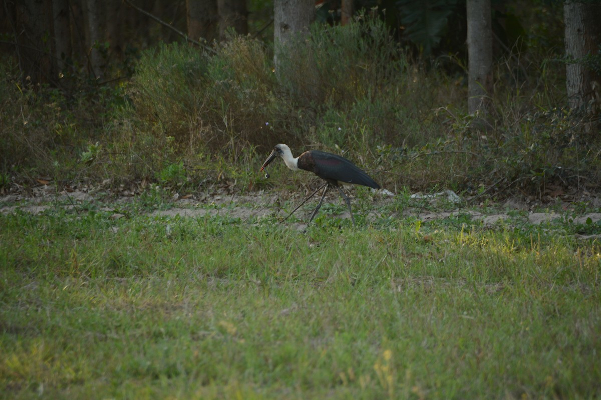 חסידה לבנת-גרון אפריקאית - ML644221891