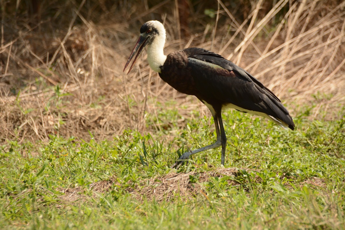 חסידה לבנת-גרון אפריקאית - ML644221892