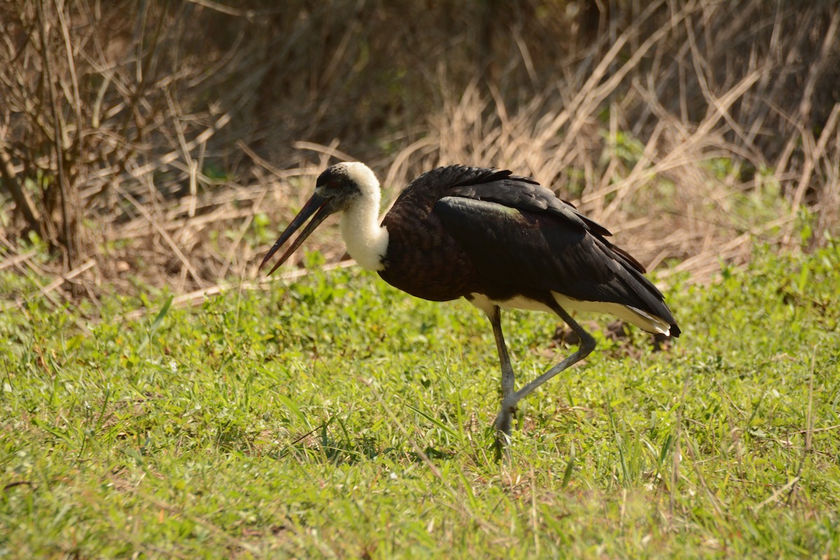 חסידה לבנת-גרון אפריקאית - ML644221893