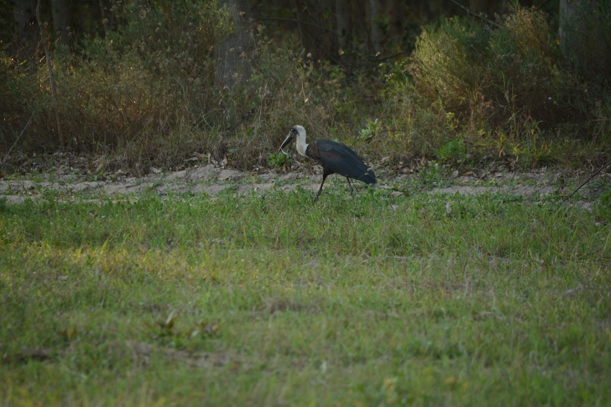 חסידה לבנת-גרון אפריקאית - ML644221894