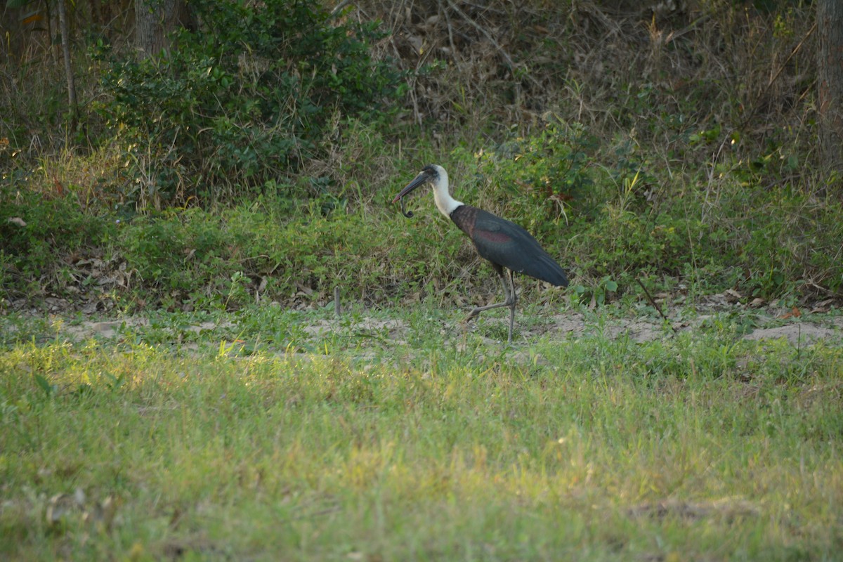 חסידה לבנת-גרון אפריקאית - ML644221895