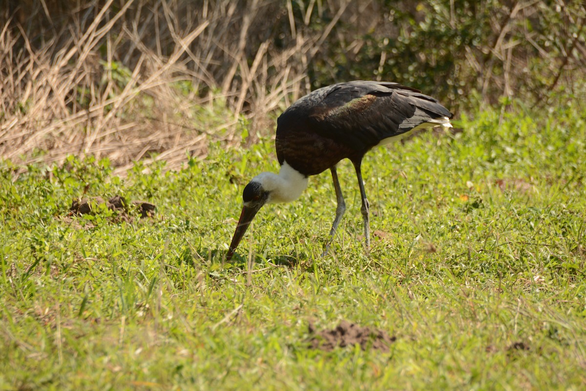חסידה לבנת-גרון אפריקאית - ML644221896