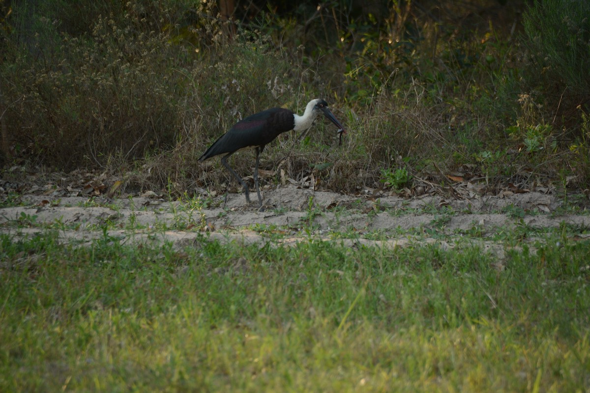חסידה לבנת-גרון אפריקאית - ML644221897