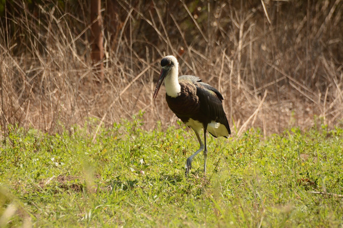 חסידה לבנת-גרון אפריקאית - ML644221898