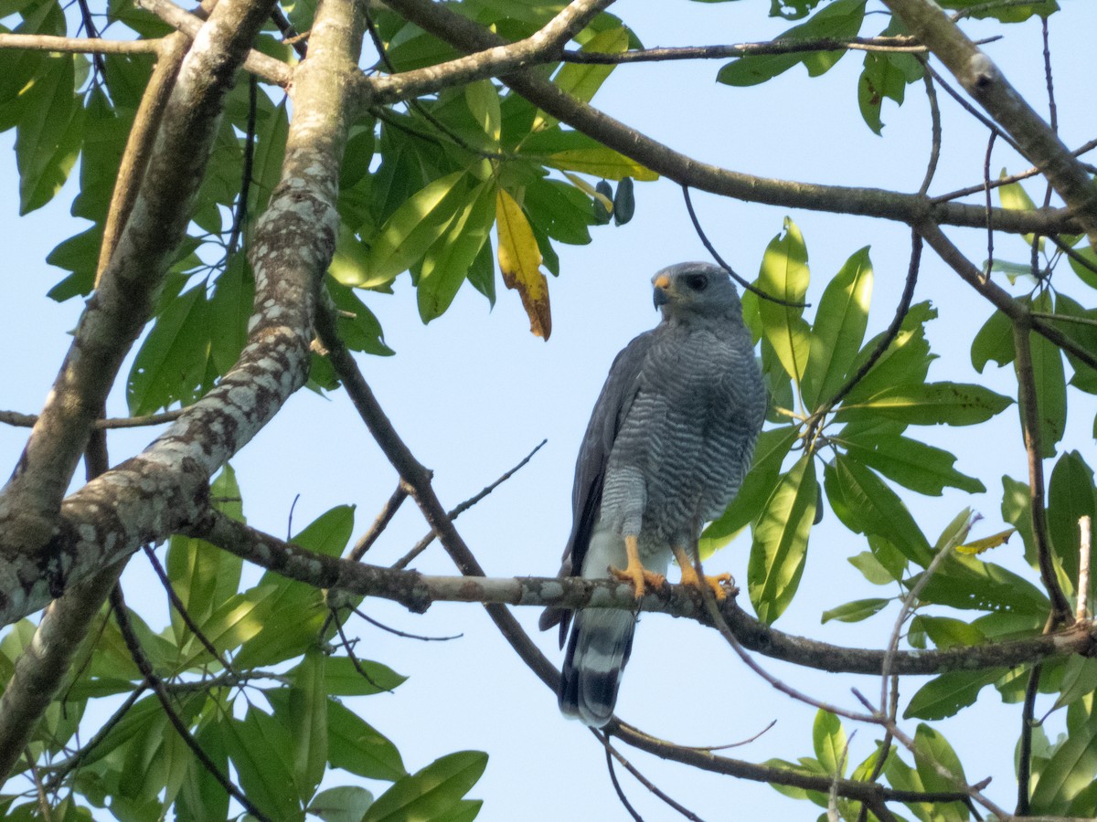 Канюк мексиканський - ML644221901