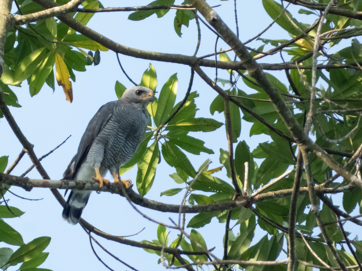 Канюк мексиканський - ML644221902