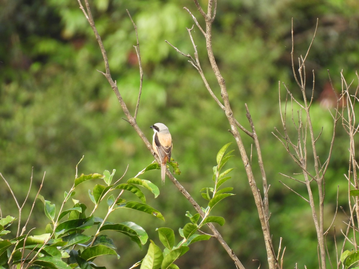 Alcaudón Schach - ML644221905