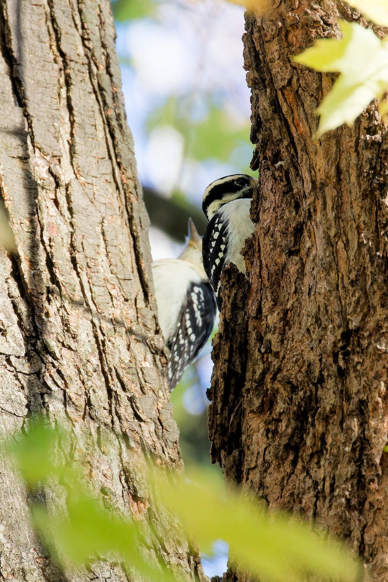 Hairy Woodpecker - ML644221907
