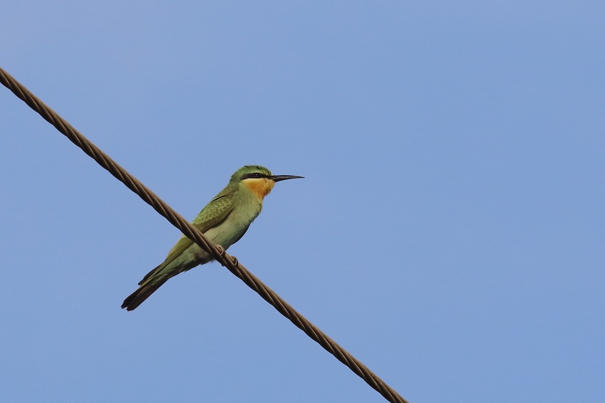 blåkinnbieter - ML644221912