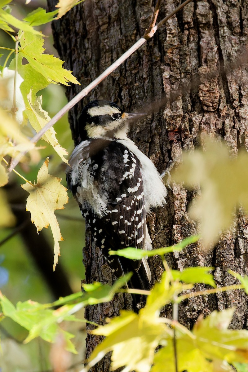 Hairy Woodpecker - ML644221913