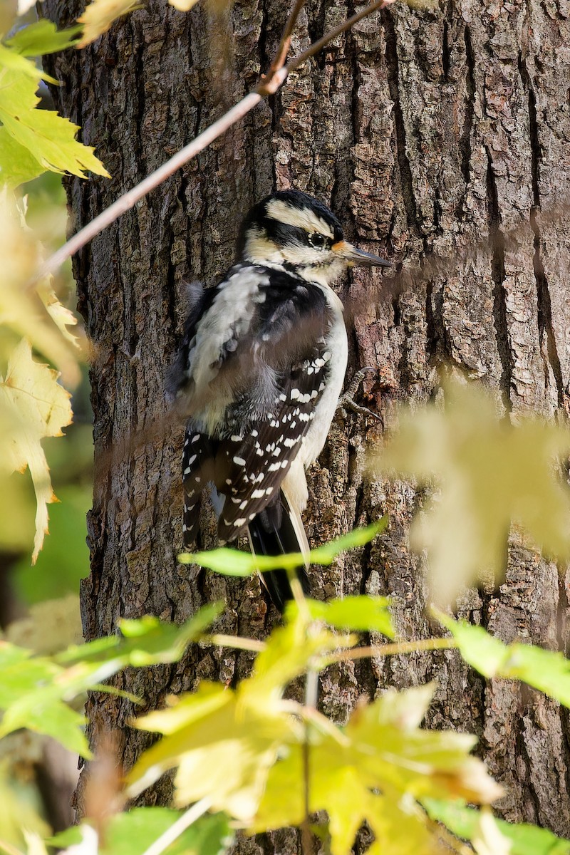 Hairy Woodpecker - ML644221914