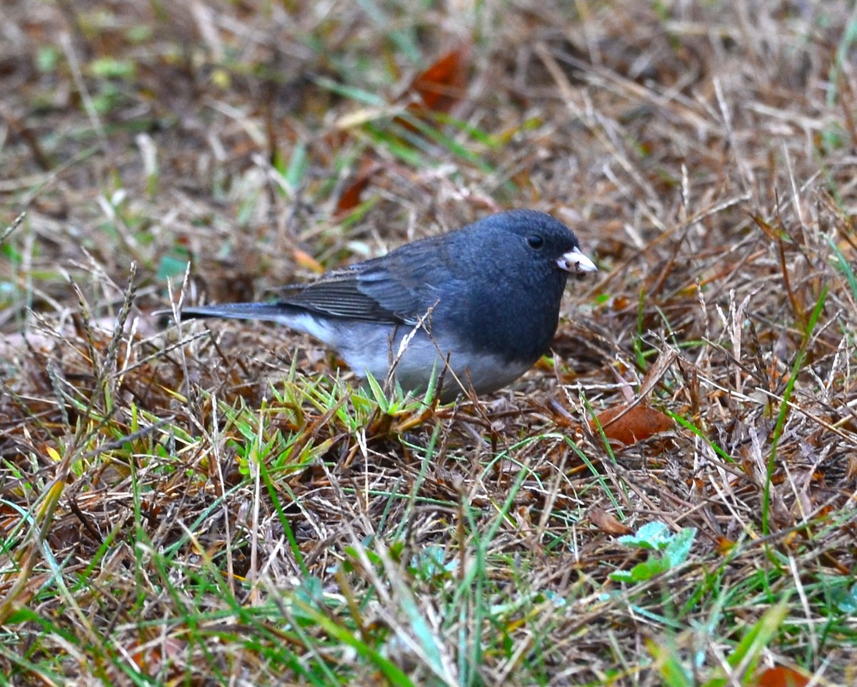 Серый юнко - ML644221918