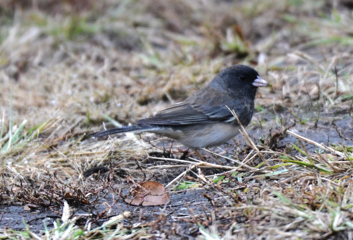 Серый юнко - ML644221919