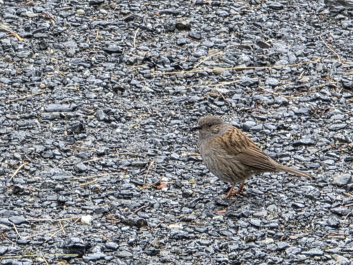 Dunnock - ML644221922