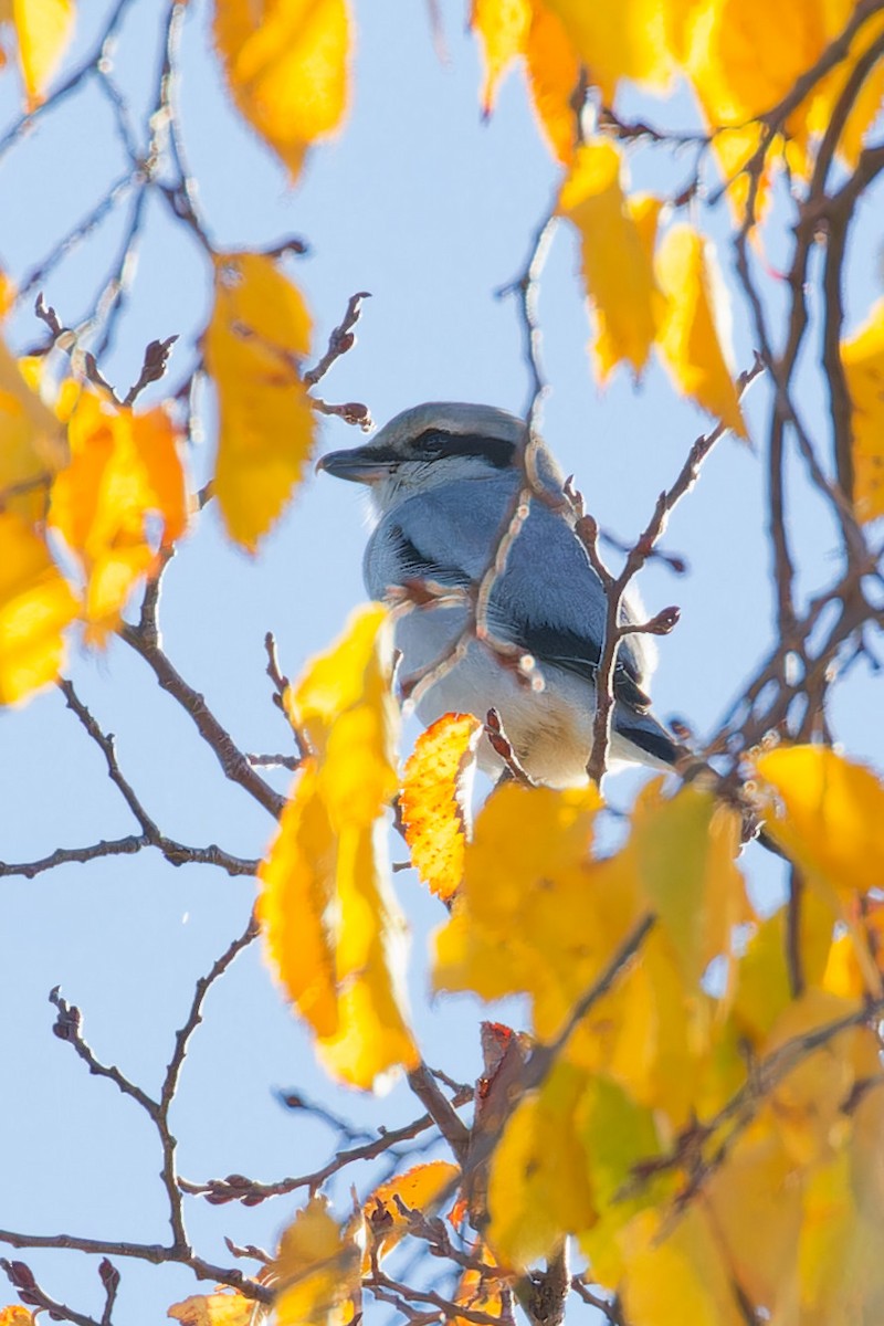 Northern Shrike - ML644221928