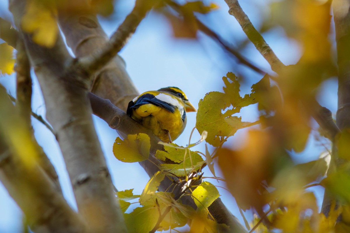 Evening Grosbeak - ML644221935