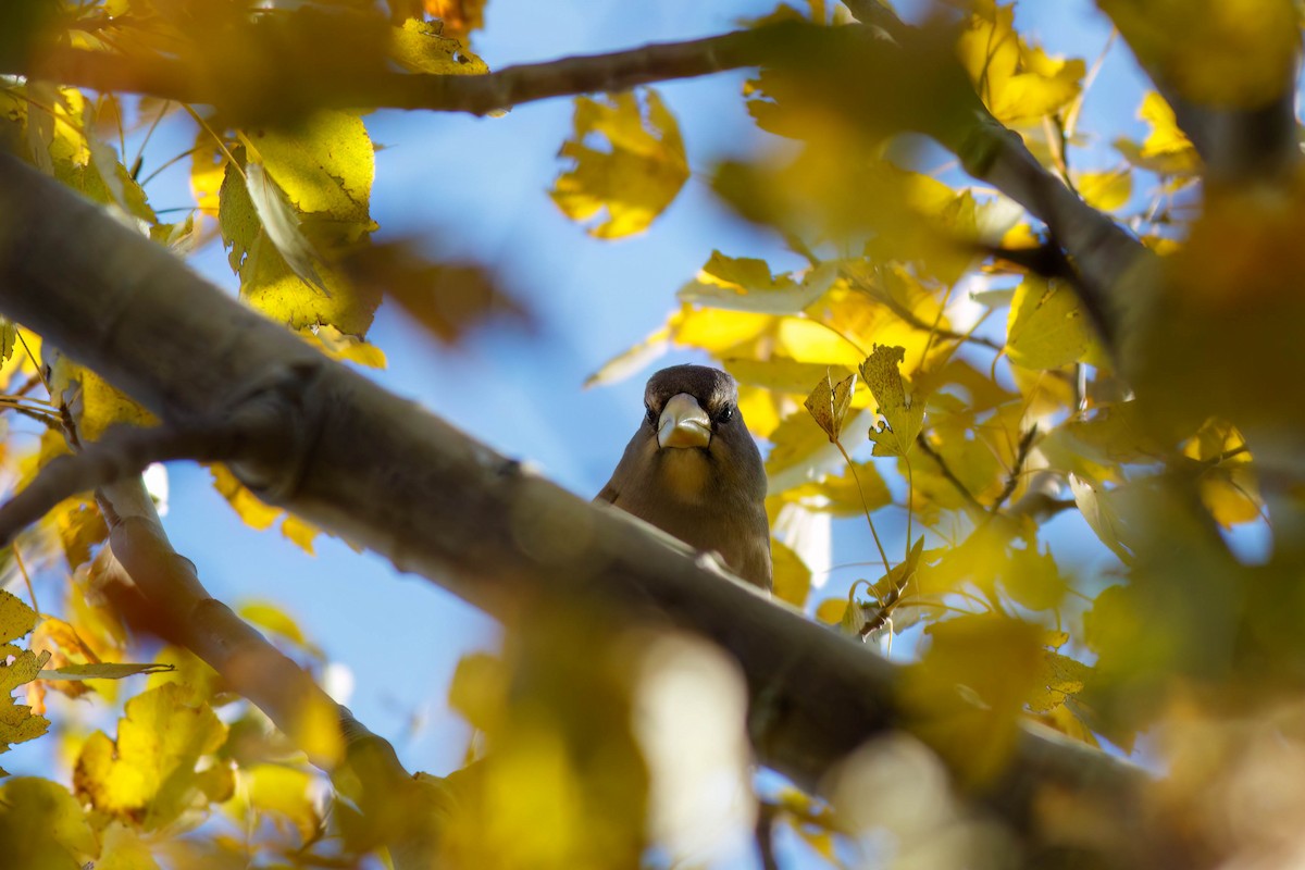 Evening Grosbeak - ML644221936