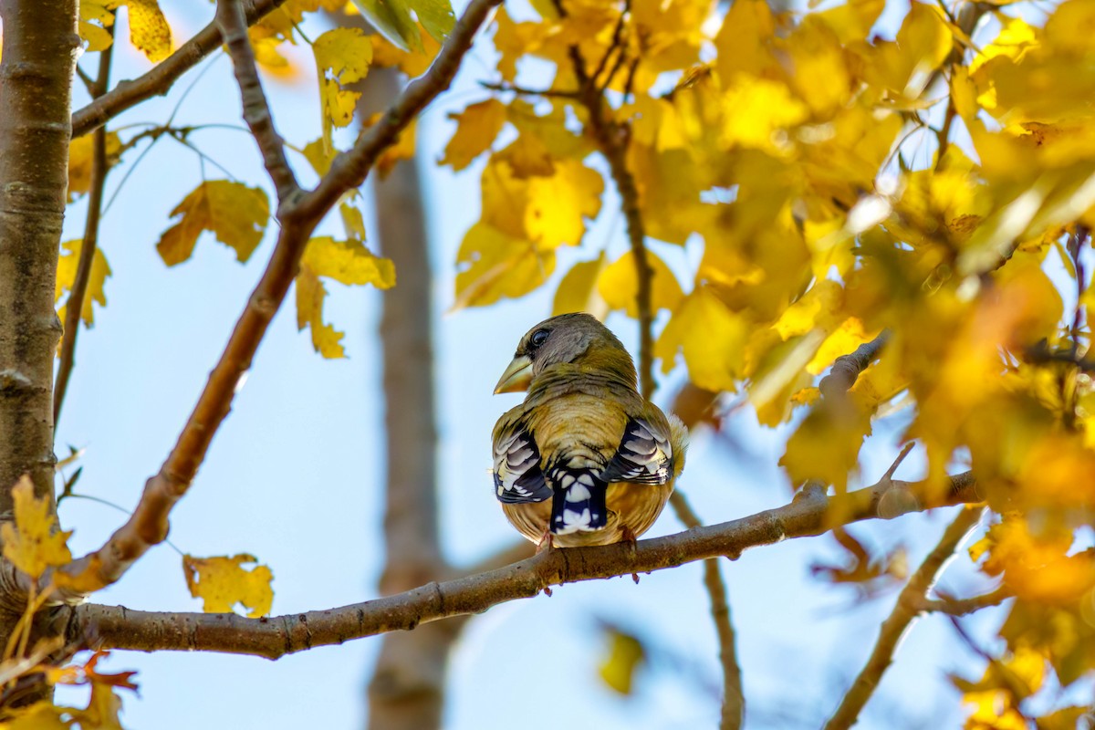 Evening Grosbeak - ML644221937