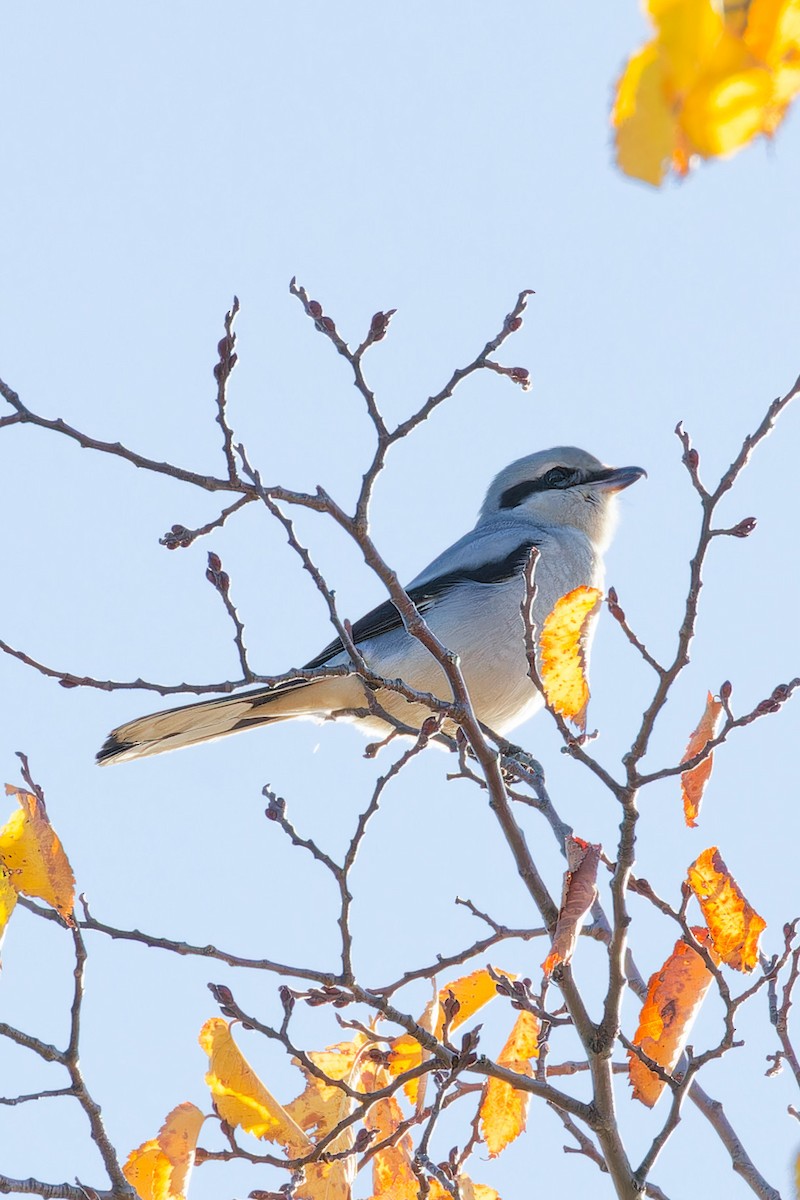 Northern Shrike - ML644221938
