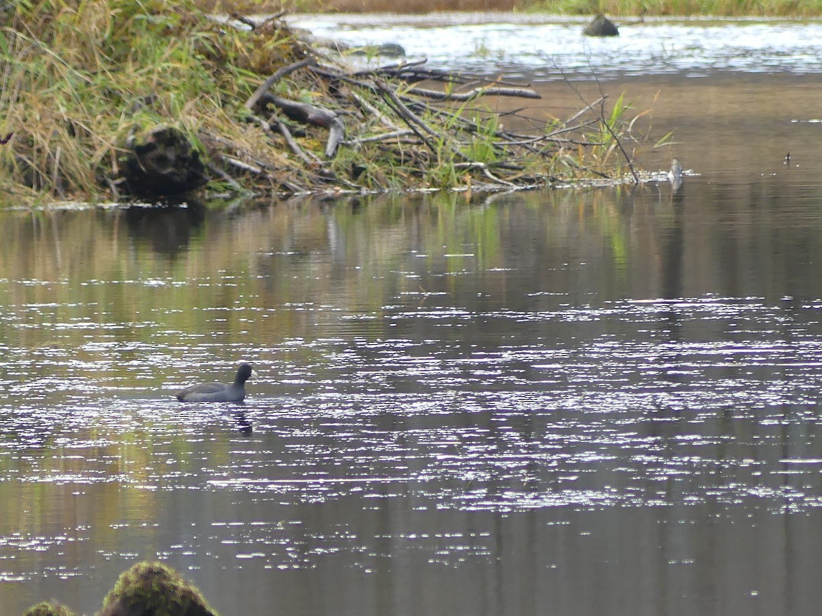 American Coot - ML644221940