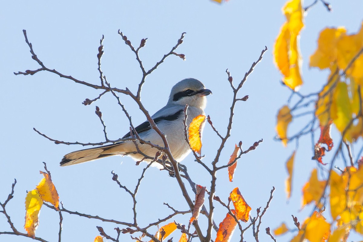 Northern Shrike - ML644221941
