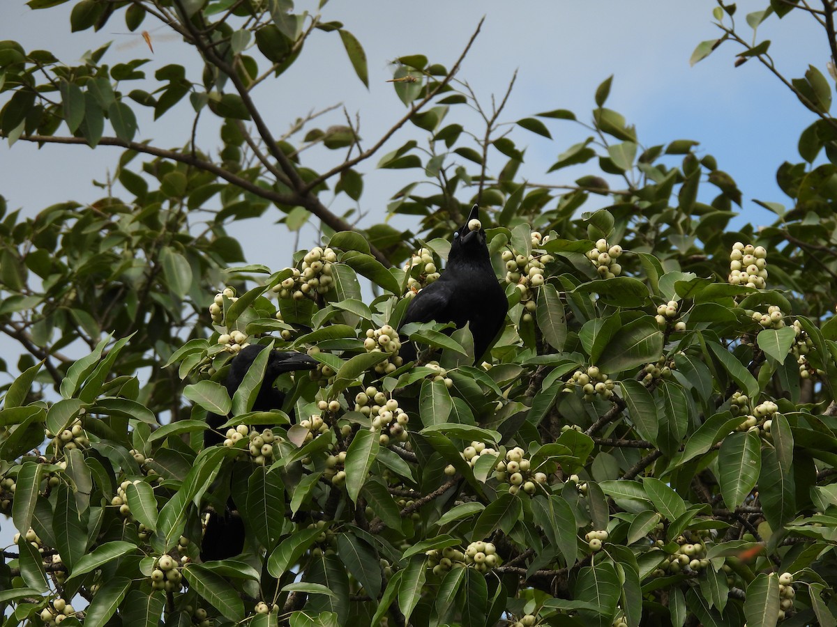 Ворона великодзьоба - ML644221948