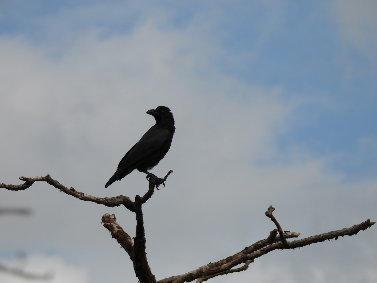 Ворона великодзьоба - ML644221949