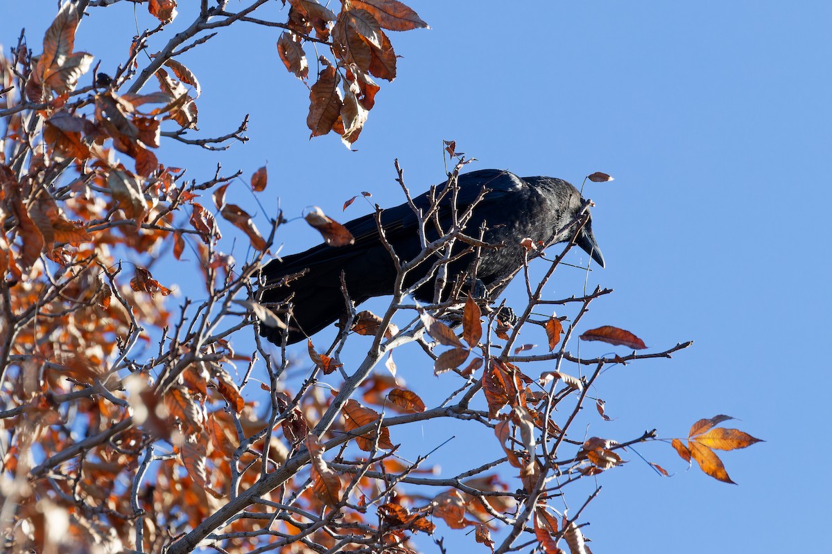 American Crow - ML644221955