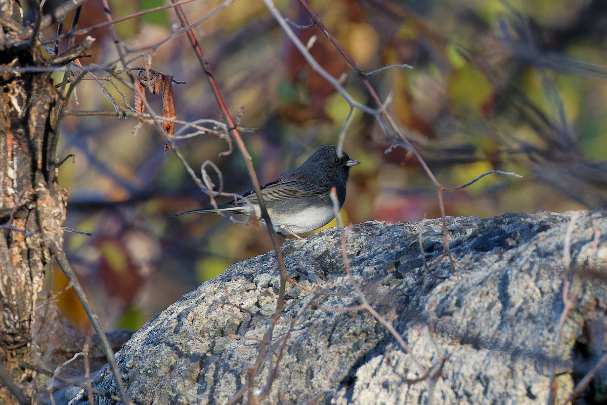 Dark-eyed Junco - ML644221963