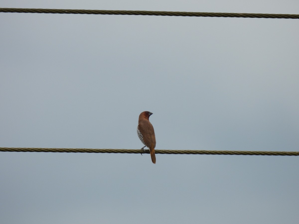 Scaly-breasted Munia - ML644221970