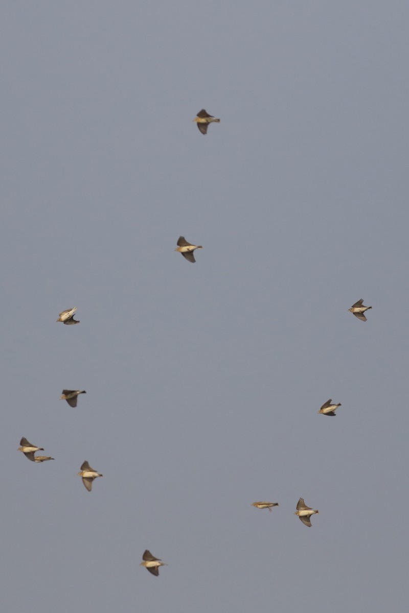 Alouette de Sykes - ML644221971