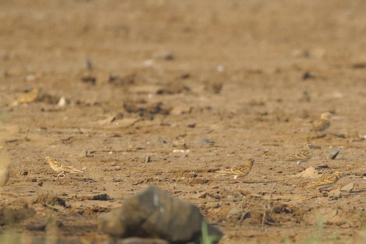 Alouette de Sykes - ML644221972